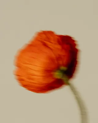 Photograph 2