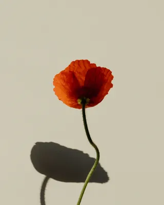Photograph 3