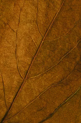 Photograph 37